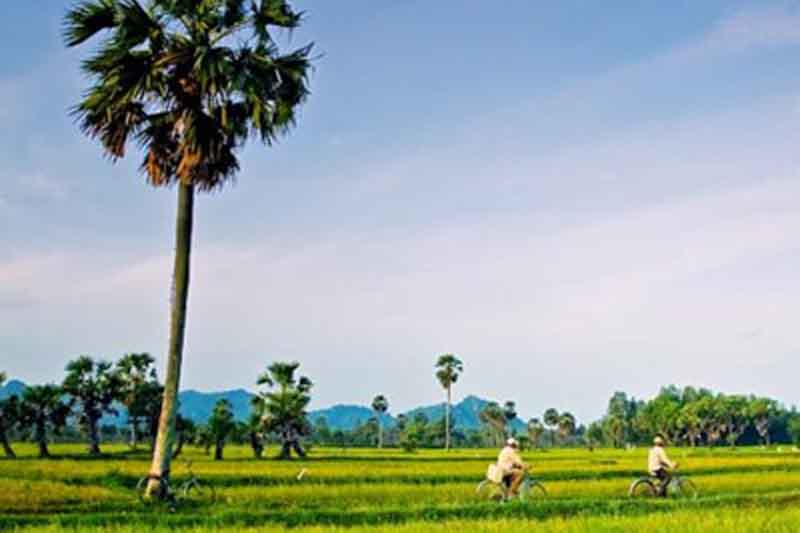 Chau Doc rice fields