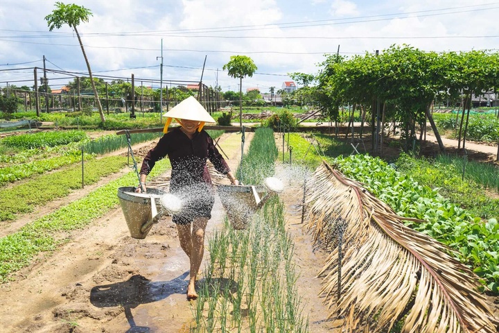 Exploring the Vibrant World of Tra Que Vegetable Village in Hoi An