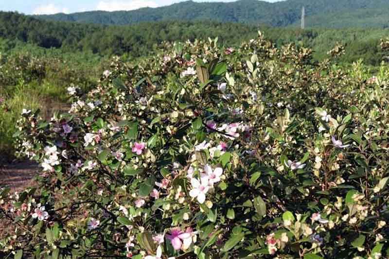 rose (downy) myrtle plantation