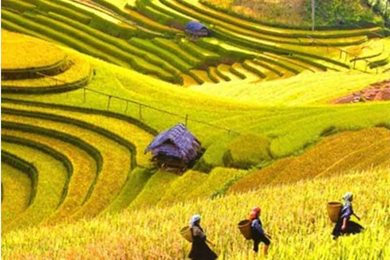 Magnificent and mesmerizing, the rolling rice fields of Dien Bien Phu are a sight to behold