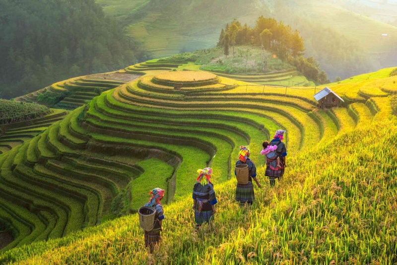 The terraced fields at Sapa