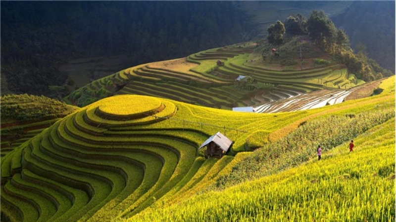 Ha Giang is beautiful in the ripe rice season