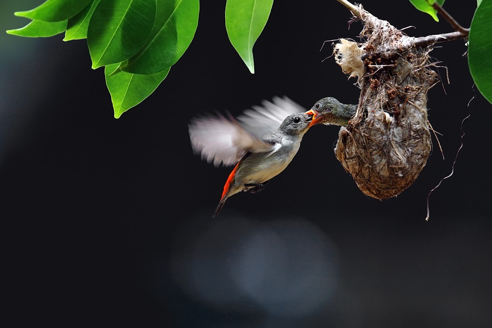 Best Wildlife Tours in Vietnam: Bird Watching Tours