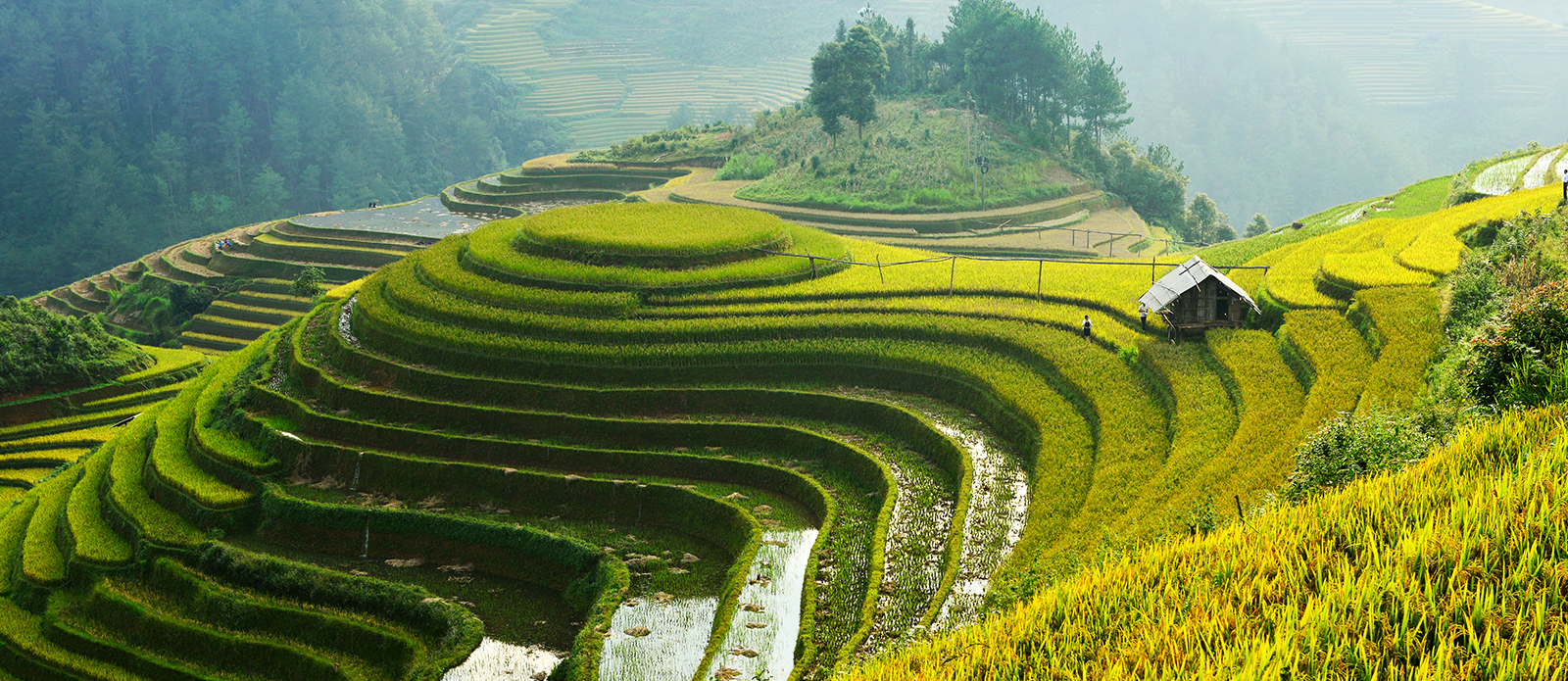 The Incredible Beauty and Story of Sapa Rice Terraces