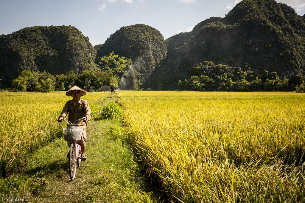 Cycling between the yellow rice paddy fields in Ninh Binh Rice Paddy ...