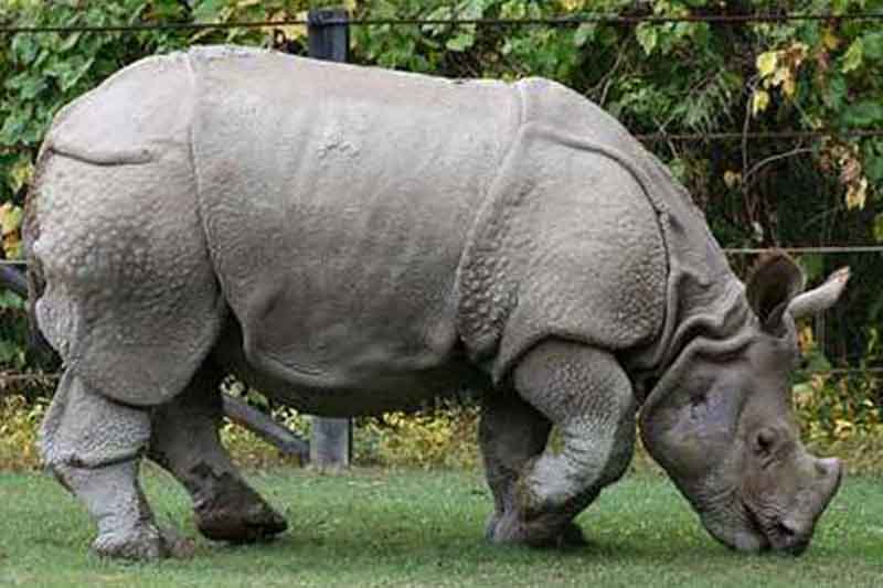 the Java rhinoceros