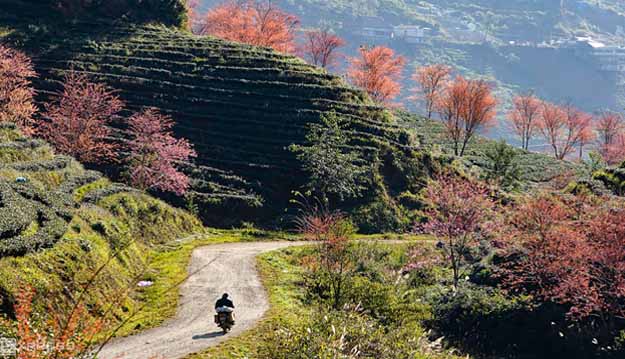 Take a break from the hustle and bustle of life and explore the beauty of Sapa. Enjoy breathtaking mountain views, fresh air, and an atmosphere of adventure - places to visit in Vietnam