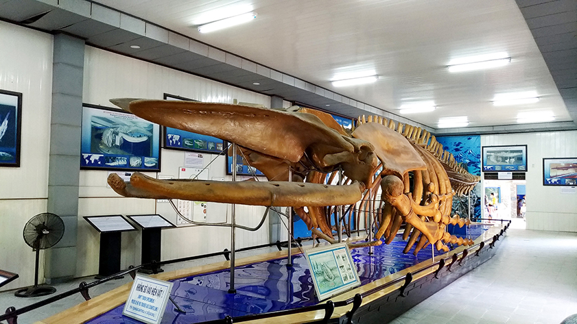 Dive into a world of mystery and awe, Take a journey through the National Oceanographic Museum and be amazed by the giant whale skeleton - National Oceanographic Museum Nha Trang