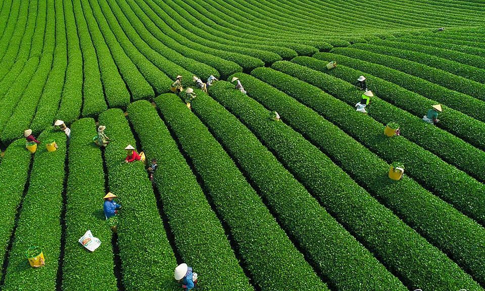 Explore the Lush green Tea Plantations in Vietnam