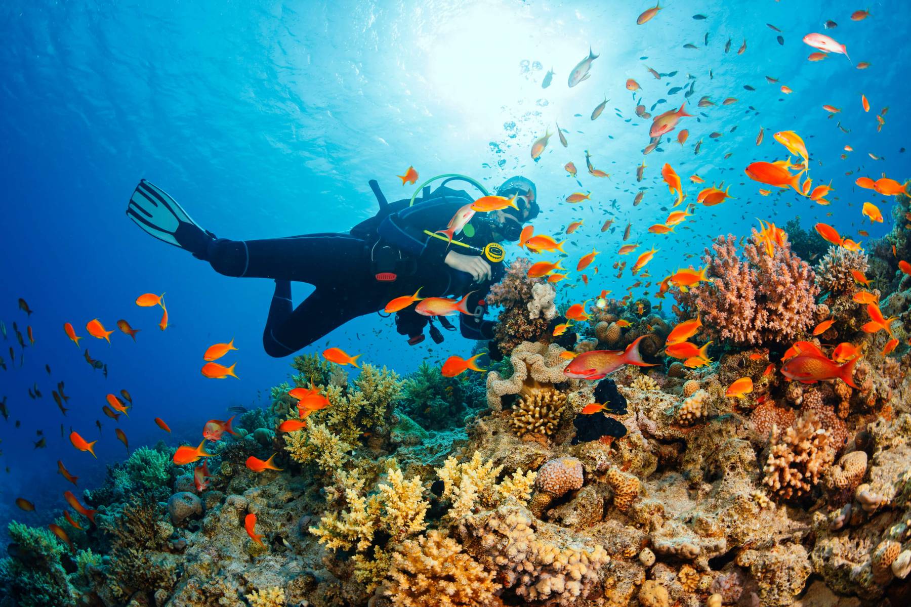 Get ready to take the plunge, Diving into the crystal clear waters in Phu Quoc and discovering its underwater wonders is an experience youll never forget - Phu Quoc snorkeling