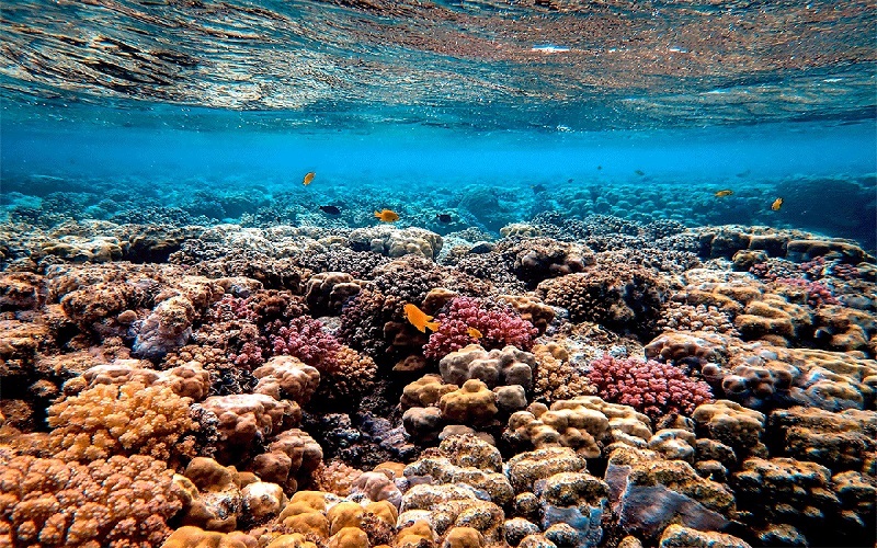 The world of coral, color, and tropical wildlife awaits - Phu Quoc snorkeling