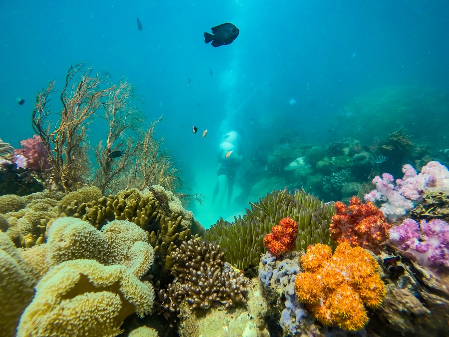 Take a plunge into the mesmerizing world beneath the waves, Snorkeling in Phu Quoc is a magical experience that will leave you marveling at the beauty of nature