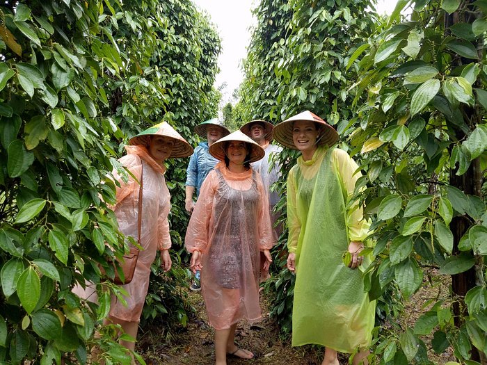 Take in the sights and smells of the spectacular pepper plantations on Phu Quoc - local plantations and factories Phu Quoc