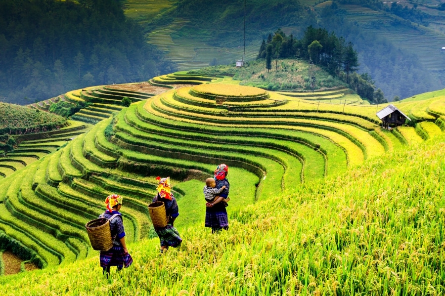 Experience the beauty and wonder of Sapas rice terraces - vietnam tourist sites
