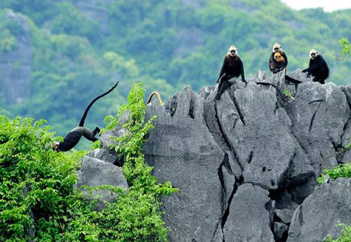 Discover Enchanting Wildlife in Vietnam - Adventure Awaits!