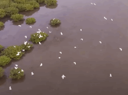 Xuan Thuy National Park – Bird Watching