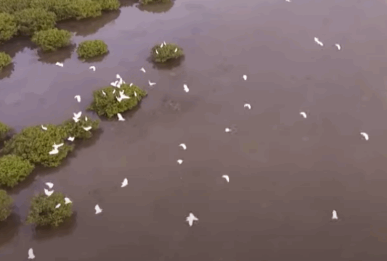 Xuan Thuy National Park – Bird Watching