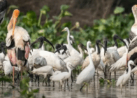 Dive Avian Wonders at Waterbird Sanctuaries 12 Days