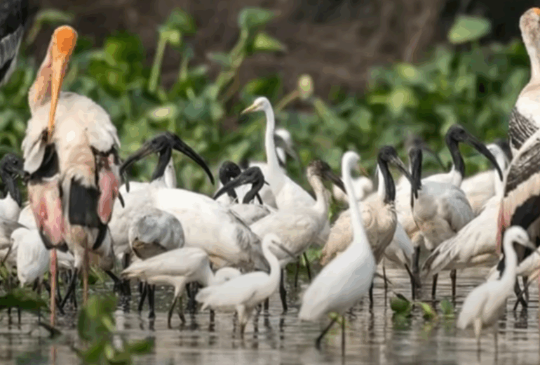 Dive Avian Wonders at Waterbird Sanctuaries 12 Days
