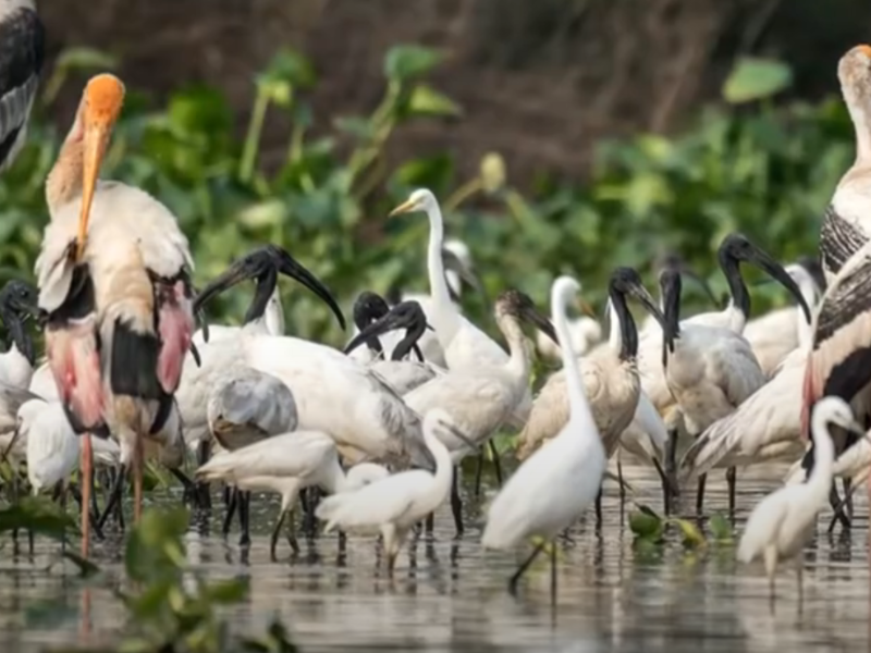 Bird Watching on Tonle Sap Lake – Explore Cambodia’s Natural Sanctuary