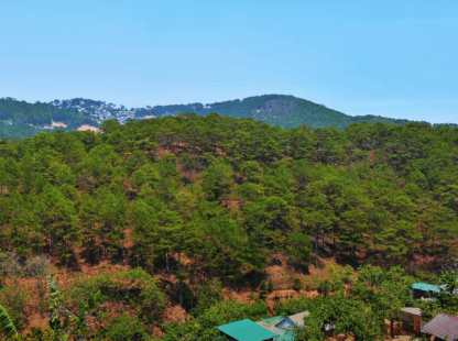 Discover the Beauty of Coffee Plantation in Dalat