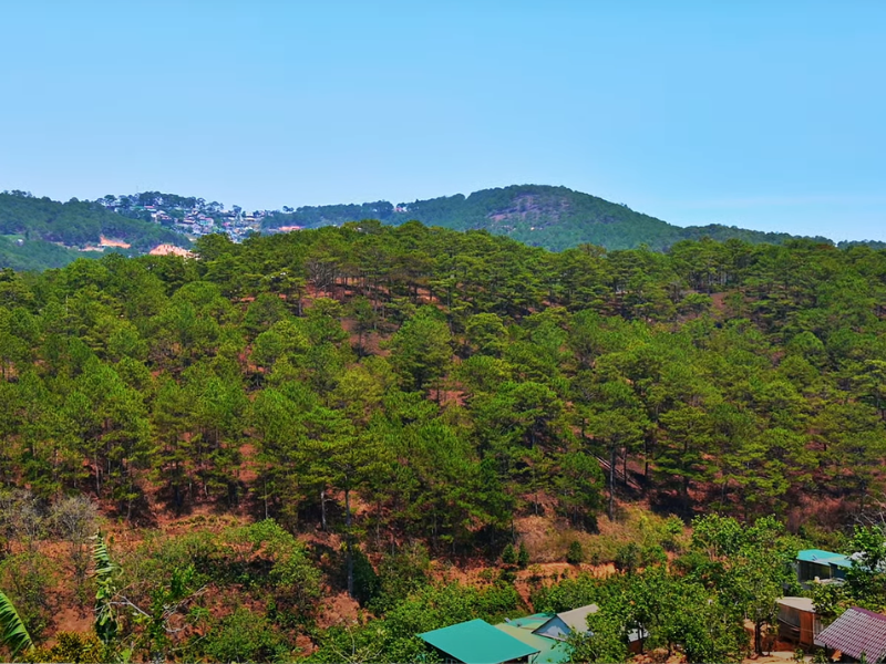 Discover the Beauty of Coffee Plantation in Dalat