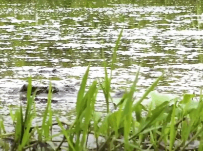 Crocodile Lake on foot and more cycling