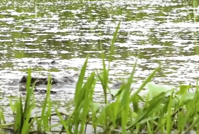 Nam Cat Tien (Crocodile Lake – Safari Night)