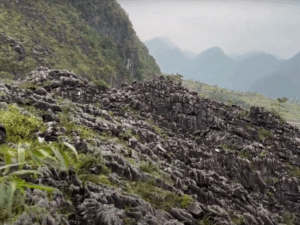 Ha Giang Buckwheat Flower Season: Ultimate Travel Guide & Routes