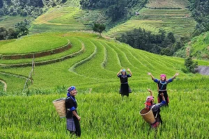 Vietnam Tour Guide 2026: The Ultimate Guide to Prices, Types & Expert Selection