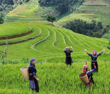 Vietnam tour guide: Prices, Types of guide and How to choose