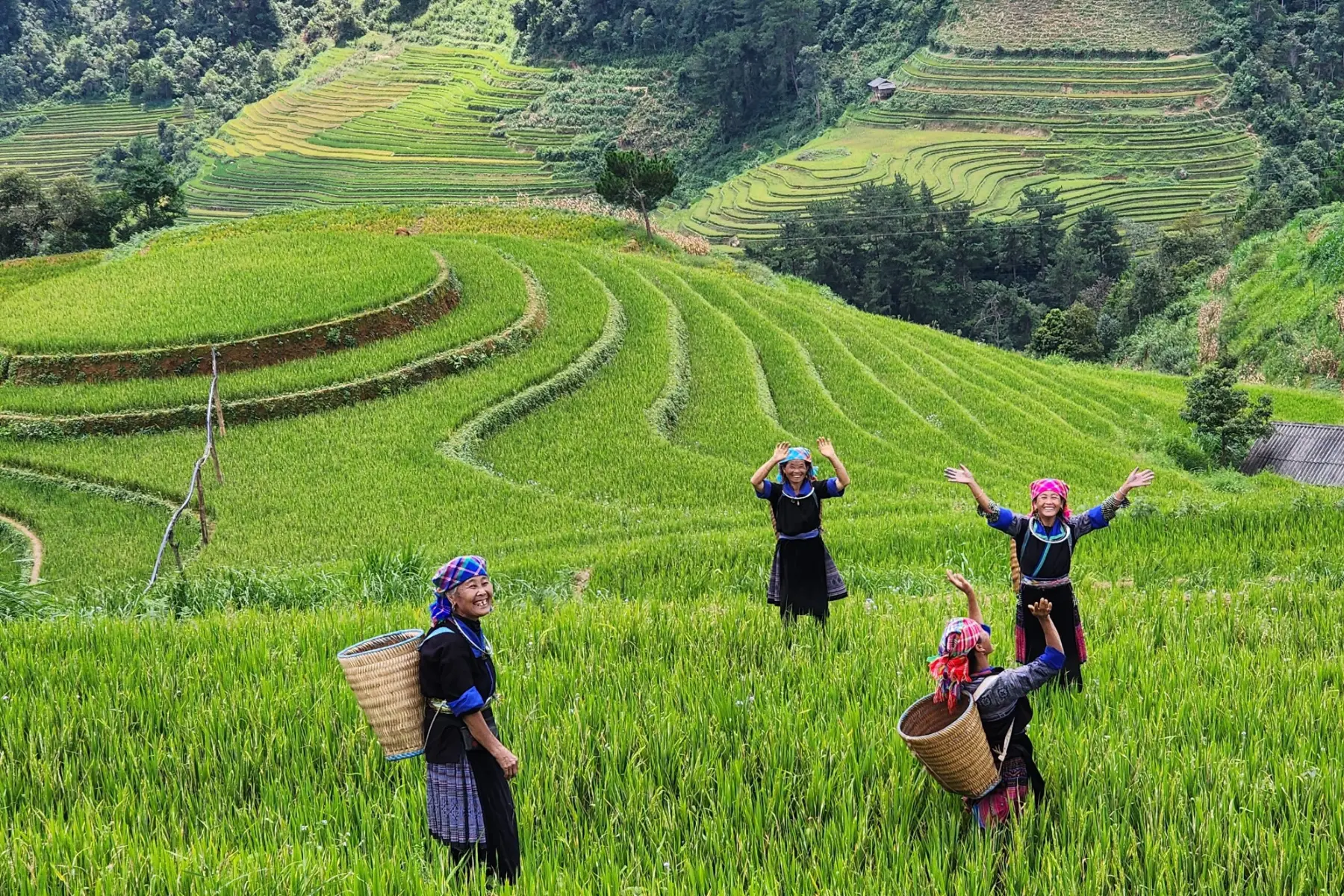 Ethnic minority women standing on green terraced rice fields in Mu Cang Chai Yen Bai Vietnam