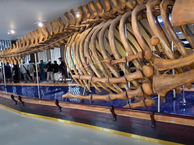 Discover the Wonders of the National Oceanographic Museum Nha Trang