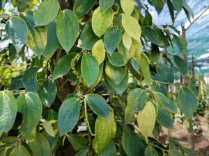 Phu Quoc Pepper Farm