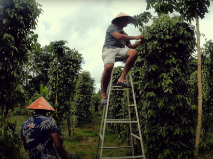 Sustainable Havens Exploring Local Plantations in Phu Quoc