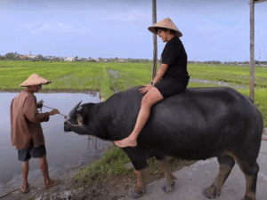 Ride Water Buffaloes in Hoi An – A Unique Countryside Experience
