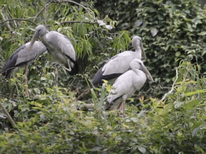Explore the Natural Beauty of Thung Nham Bird Garden