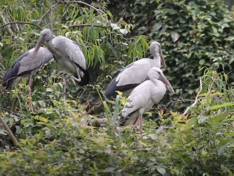 Explore the Natural Beauty of Thung Nham Bird Garden