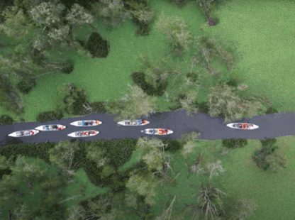 Exploring the Wonders of Tra Su Mangrove Forest