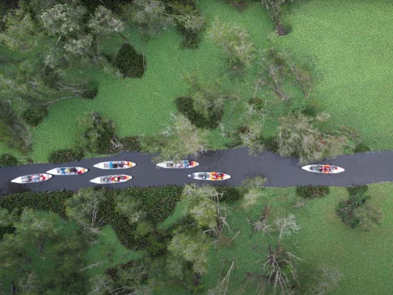 Exploring the Wonders of Tra Su Mangrove Forest