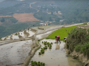 Vietnam in September Sapa Rice Harvest: Ultimate Travel Guide