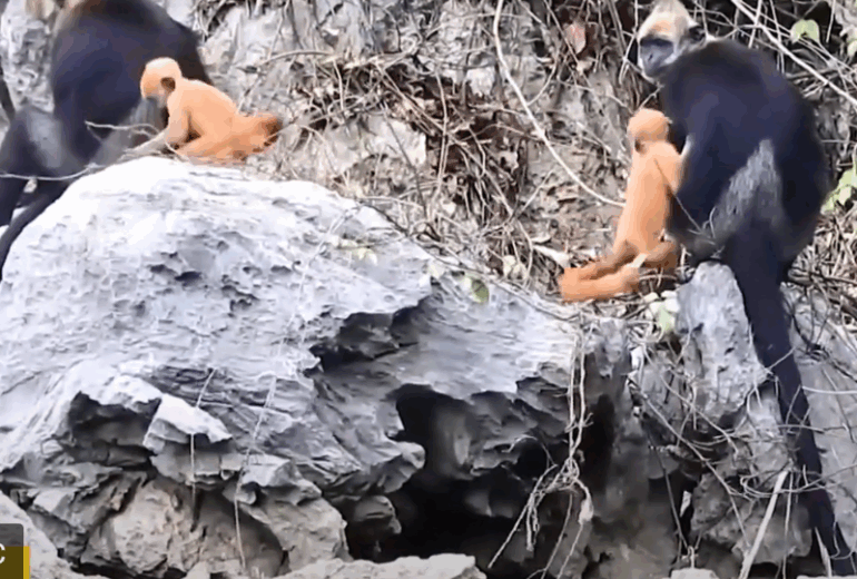 Ninh Binh – Cat Ba Island