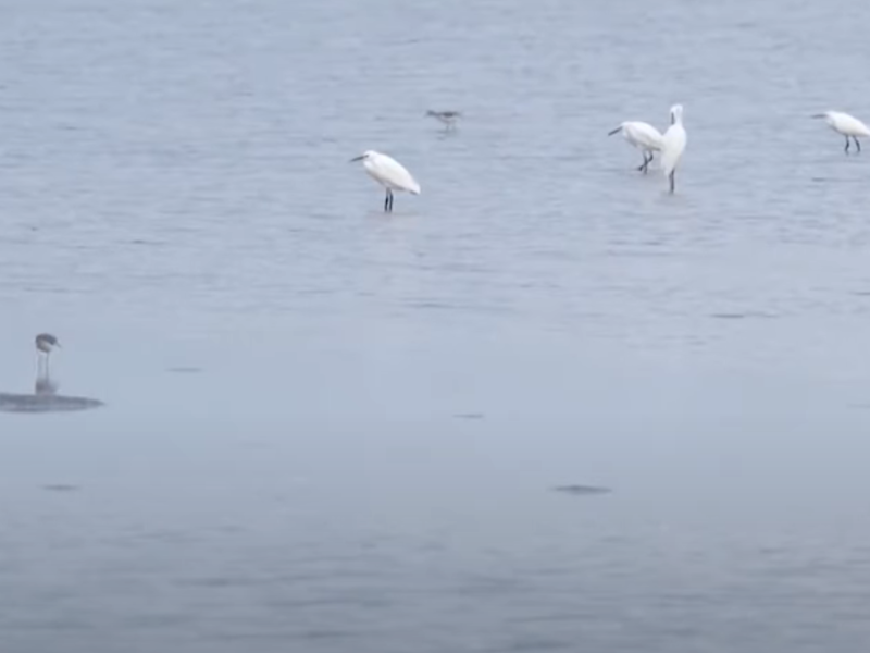 Xuan Thuy National Park – Bird Watching