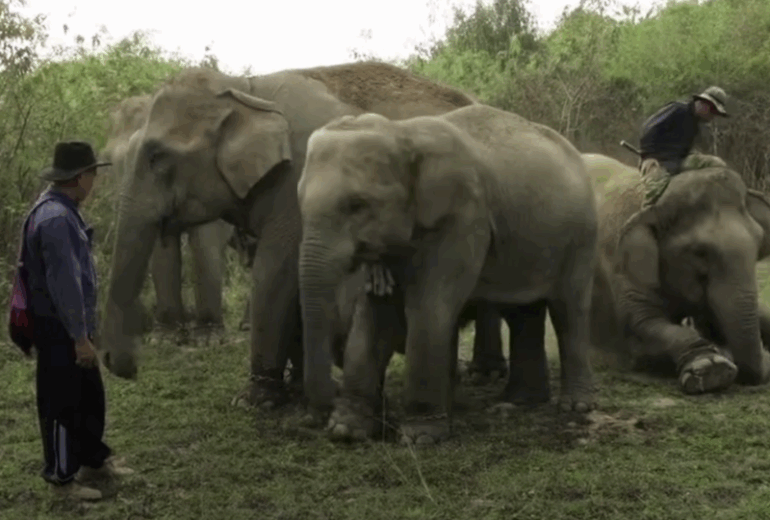 Day with the Elephants
