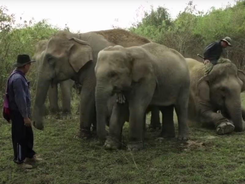 Lao Wildlife Experience Tour: A Unique Experience