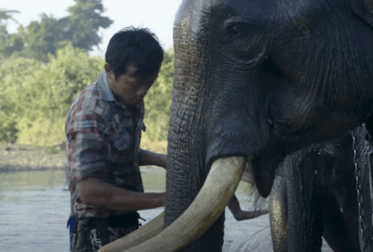 A day at Elephant Camp – Inle Lake