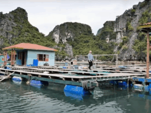 Halong Bay Fishing Village Tour