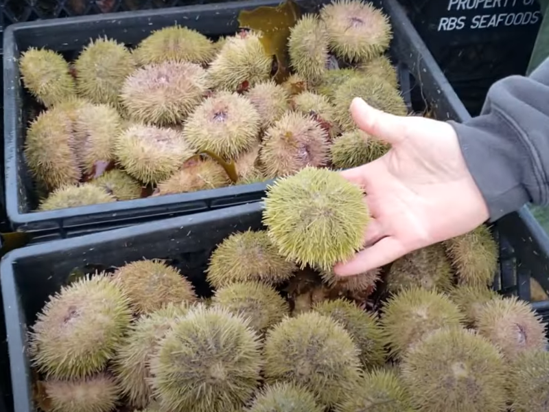 Halong Bay Seafood Dining