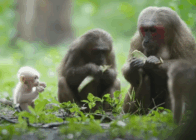 Laos Wildlife & Nature 14 Days / 13 Nights