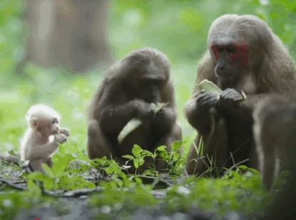 Laos Wildlife & Nature 14 Days / 13 Nights